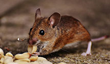 24 Hour & Emergency Exterminators in H I A, PA